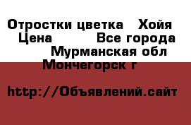 Отростки цветка  “Хойя“ › Цена ­ 300 - Все города  »    . Мурманская обл.,Мончегорск г.